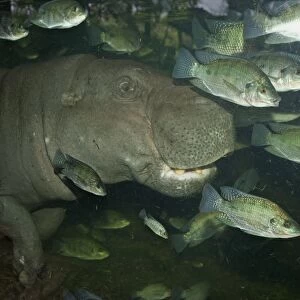 Pygmy Hippopotamus (Choeropsis liberiensis) adult, underwater with fish, Singapore Zoo