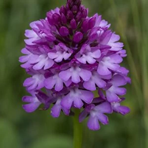 Pyramidal Orchid (Anacamptis pyramidalis) close-up of flowerspike, growing in hay meadow
