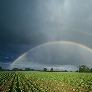 Rainbow Double Rainbow over sugar beet field