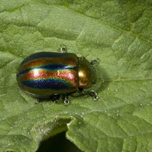 Rainbow Leaf Beetle (Chrysolina cerealis) adult, resting on leaf, French Pyrenees, France, June