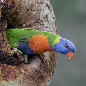 Rainbow Lorikeet (Trichoglossus haematodus) adult emerging from nest chamber, Perth, Western Australia Rainbow Lorikeet (Trichoglossus haematodus) adult emerging from nest chamber, Perth, Western Australia