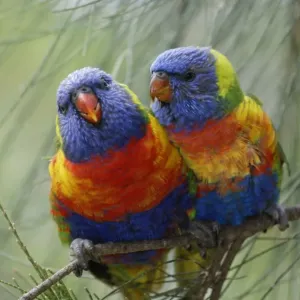 Rainbow Lorikeet (Trichoglossus haematodus) Pair - Australia Rainbow Lorikeet (Trichoglossus haematodus) Pair - Australia