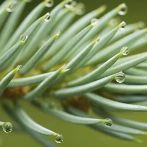Raindrops, water droplets on conifer needles, Sweden
