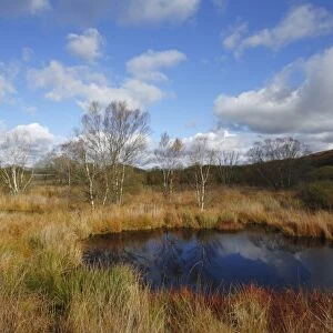 Raised bog habitat with birch and willow trees, Cors Caron, Ceredigion, Wales, october