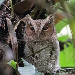 Rajah Scops-owl (Otus brookii solokensis) juvenile, perched on branch, Kerinci Seblat N. P