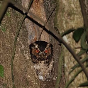Rajah Scops-owl (Otus brookii solokensis) adult, at hole in tree trunk, Kerinci Seblat N. P