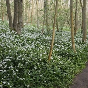 Ramsons (Allium ursinum) flowering, mass growing beside pathway in deciduous woodland habitat, Freston Wood, Suffolk