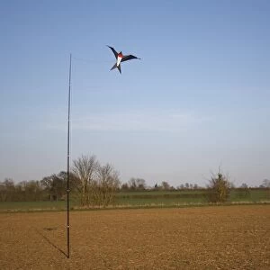 Raptor model birdscarer on pole, in arable field, Bacton, Suffolk, England, march