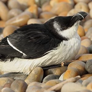 Razorbill (Alca torda) adult, winter plumage, washed ashore after contamination from polyisobutene oil additive at sea