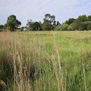 Recently purchased land for fen habitat restoration project, Little Ouse Headwaters Project, Webbs Fen, Thelnetham