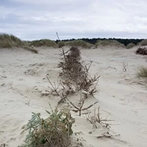 Recycled Christmas trees used on coastal sand dunes to reduce erosion, Formby Point, Merseyside, England, February