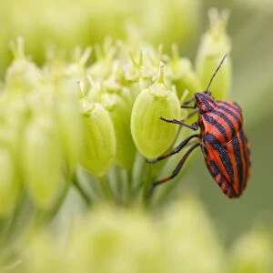 Red-and-black Striped Shieldbug (Graphosoma italicum) adult, on umbellifer seedhead, Causse de Gramat, Massif Central
