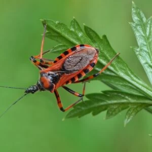 Red Assassin Bug (Rhynocoris iracundus) adult, resting on leaf, Cannobina Valley, Italian Alps, Piedmont