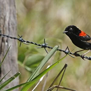 Red-backed Fairywren (Malurus melanocephalus) adult male, perched on barbed wire fence, Atherton Tableland
