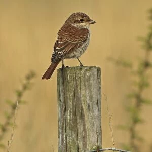 Red-backed Shrike (Lanius collurio) immature, first winter plumage, perched on fencepost, Sea Palling, Norfolk