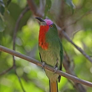 Red-bearded Bee-eater (Nyctyornis amictus) adult male, perched on branch, Kaeng Krachan N. P. Thailand, february