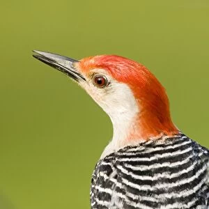 Red-bellied Woodpecker (Melanerpes carolinus) adult male, close-up of head, U. S. A