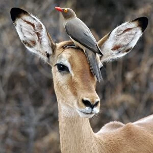 Red-billed Oxpecker (Buphagus erythrorhynchus) Adult on head of Impala antelope, Samburu, Kenya