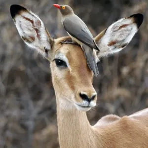 Red-billed Oxpecker (Buphagus erythrorhynchus) Adult on head of Impala antelope, Samburu, Kenya Red-billed Oxpecker (Buphagus erythrorhynchus) Adult on head of Impala antelope, Samburu, Kenya