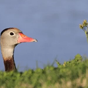 Red-billed Whistling-duck (Dendrocygna autumnalis) adult, looking over bank, Florida, U. S. A