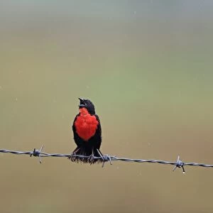 Red-breasted Blackbird (Sturnella militaris) adult male, singing, perched on barbed wire fence during rainfall