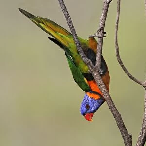 Red-collared Lorikeet (Trichoglossus rubritorquis) adult, hanging from twig, Northern Territory, Australia