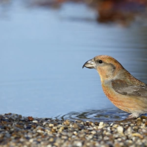 Red Crossbill (Loxia curvirostra) adult male, drinking at woodland pool, Sussex, England, January
