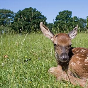 Red Deer (Cervus elaphus) calf, resting in grass, Suffolk, England, june