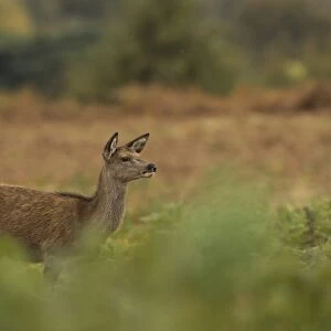 Red Deer (Cervus elaphus) calf, standing amongst bracken, Bradgate Park, Leicestershire, England, October
