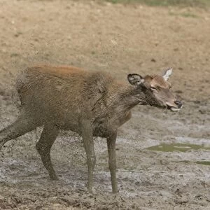 Red Deer (Cervus elaphus) hind, shaking off mud from body, standing in wallow, Minsmere RSPB Reserve, Suffolk, England