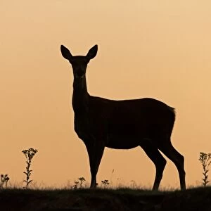 Red Deer (Cervus elaphus) hind, silhouetted at sunrise, Minsmere RSPB Reserve, Suffolk, England, July