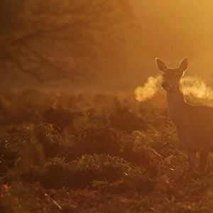 Red Deer (Cervus elaphus) hind, standing alert, breath condensing in cold air at dawn, Richmond Park, London, England