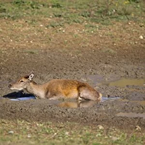 Red Deer (Cervus elaphus) hind, wallowing in mud, during rutting season, Minsmere RSPB Reserve, Suffolk, England, october