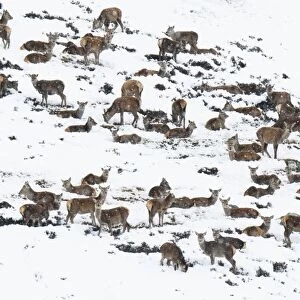 Red Deer (Cervus elaphus) hinds, juveniles and calves, herd resting on snow covered mountainside during snowfall