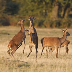 Red Deer (Cervus elaphus) hinds, boxing, standing on rear legs on grass in field, Minsmere RSPB Reserve, Suffolk