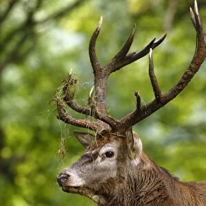 Red Deer (Cervus elaphus) mature stag, close-up of head and neck, in woodland during rutting season, Richmond Park