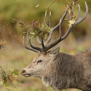 Red Deer (Cervus elaphus) mature stag, close-up of head, thrashing bracken with antlers