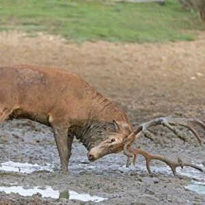 Red Deer (Cervus elaphus) mature stag, rubbing antlers in mud, standing in wallow during rutting season