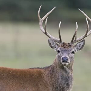 Red Deer (Cervus elaphus) mature stag, close-up of head, during rutting season, Minsmere RSPB Reserve, Suffolk