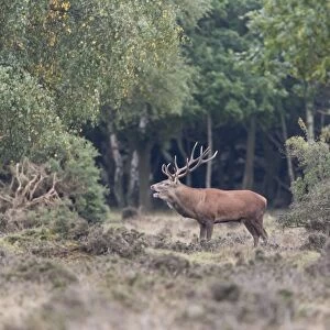 Red Deer (Cervus elaphus) mature stag, roaring, standing on heathland at woodland edge, during rutting season