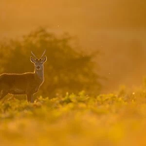 Red Deer (Cervus elaphus) Pricket immature stag, backlit at dusk, during rutting season, Bradgate Park, Leicestershire