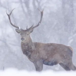 Red Deer (Cervus elaphus) stag, standing in snow during snowfall, Yorkshire, England, december Red Deer (Cervus elaphus) stag, standing in snow during snowfall, Yorkshire, England, december
