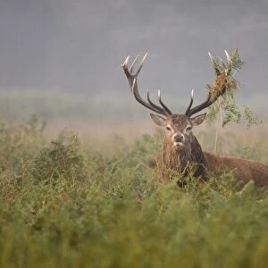 Red Deer (Cervus elaphus) stag, with bracken on antlers from thrashing vegetation during rut, Richmond Park, London