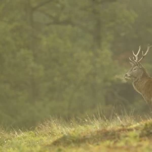 Red Deer (Cervus elaphus) stag, breath condensing in cold air, during rutting season, Bradgate Park, Leicestershire, England, november