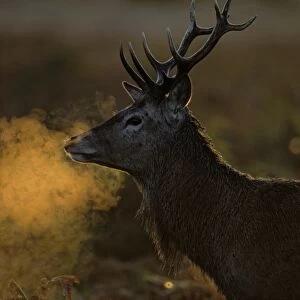 Red Deer (Cervus elaphus) stag, close-up of head and neck, breath condensing in cold air at dawn, Richmond Park