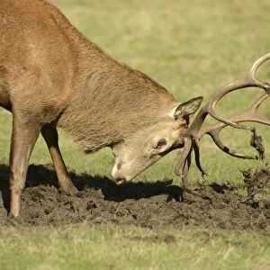 Red Deer (Cervus elaphus) stag, covering antlers with mud during rut, Richmond Park, London, England, October