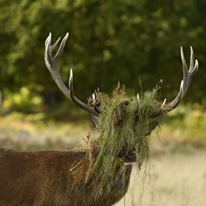 Red Deer (Cervus elaphus) stag, with head covered in grass and bracken, after thrashing during rut, Richmond Park
