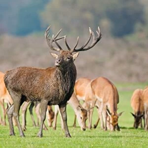 Red Deer (Cervus elaphus) stag, muddy from wallowing, with harem of hinds during rutting season, Minsmere RSPB Reserve