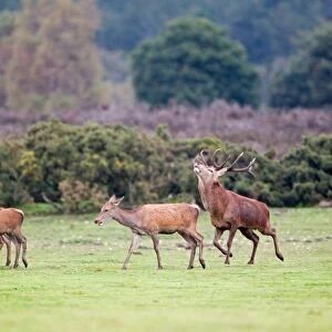 Red Deer (Cervus elaphus) stag, raising head to control direction of hind, during rutting season, Minsmere RSPB Reserve, Suffolk, England, october
