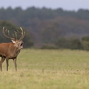 Red Deer (Cervus elaphus) stag, roaring, walking on grass, during rutting season, Minsmere RSPB Reserve, Suffolk